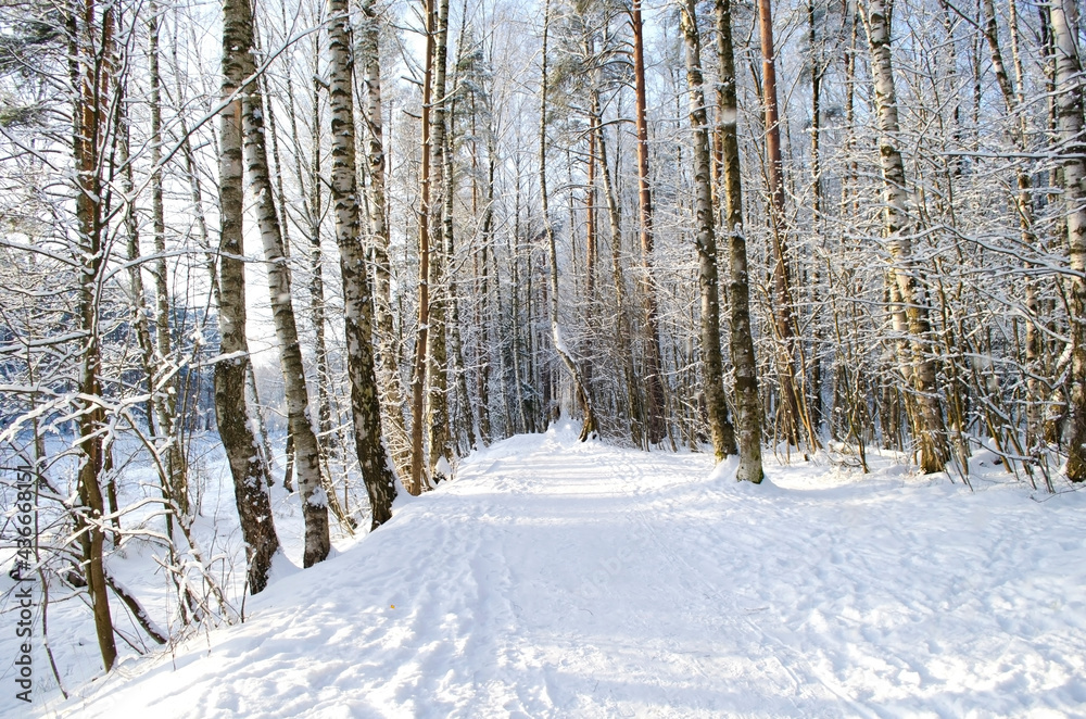 Snow-covered road in the winter forest on a sunny day
