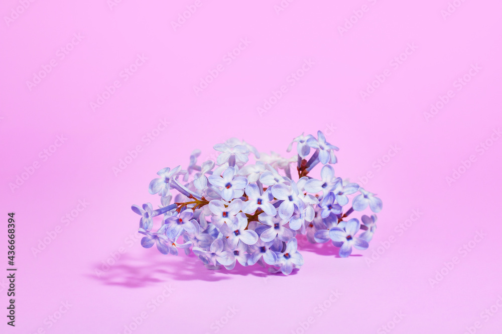 Creative floral minimalistic background. Lilac branch isolated on a pink background with hard shadows. Creative floral minimalistic background. Lilac branch isolated on a pink background with hard shadows.