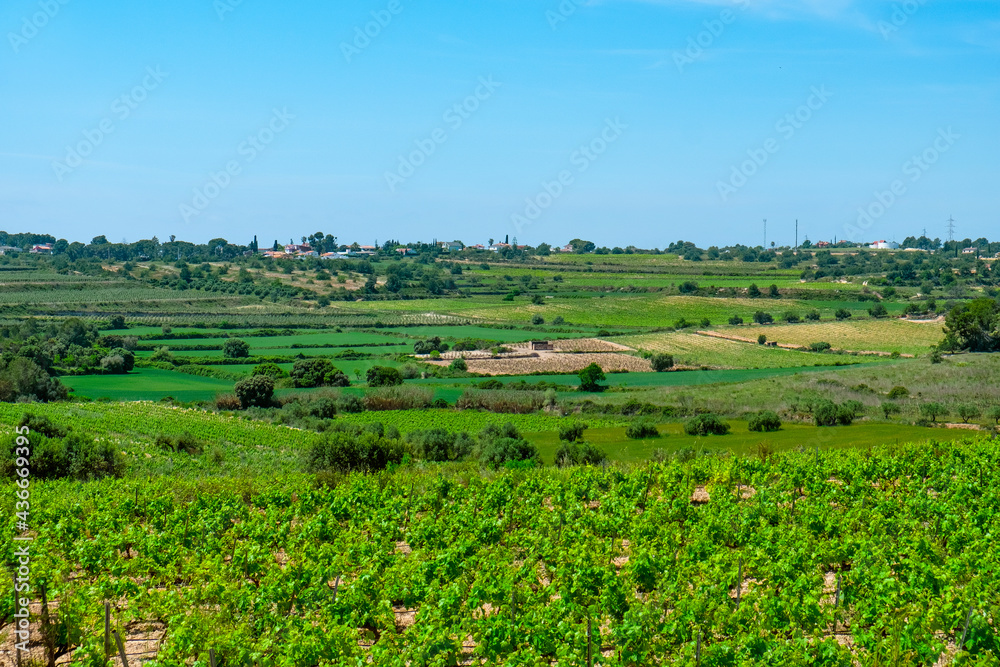 vineyards in La Argilaga, in Spain