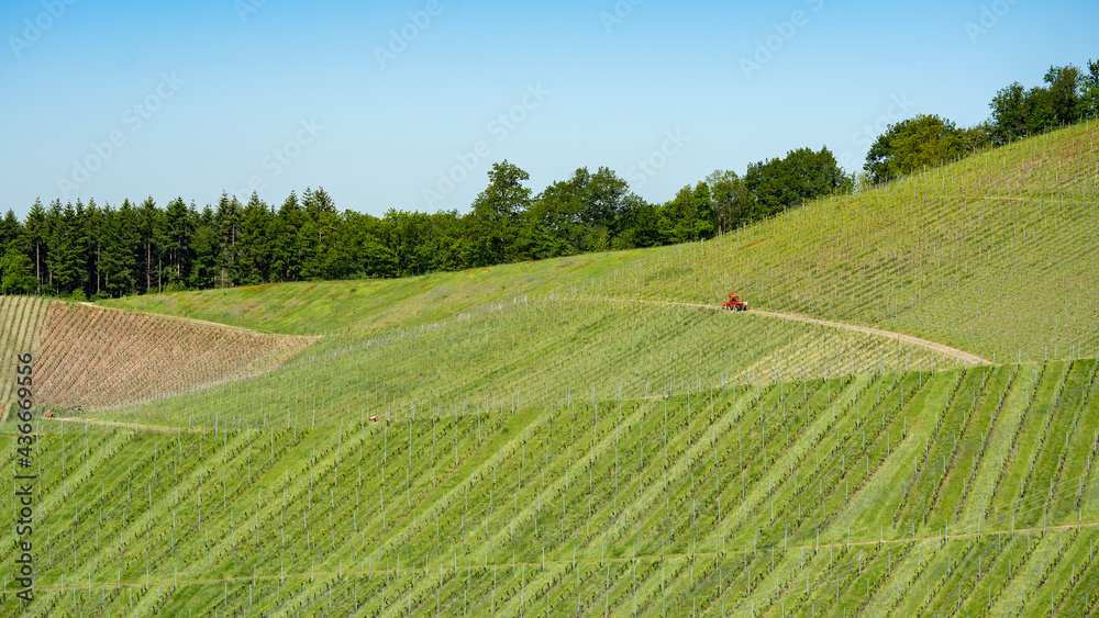 Obraz premium .Beautiful landscape agriculture grape growing background, panorama of vineyards grapes in the Black Forest Durbach Offenburg Ortenaukreis, with red tractor
