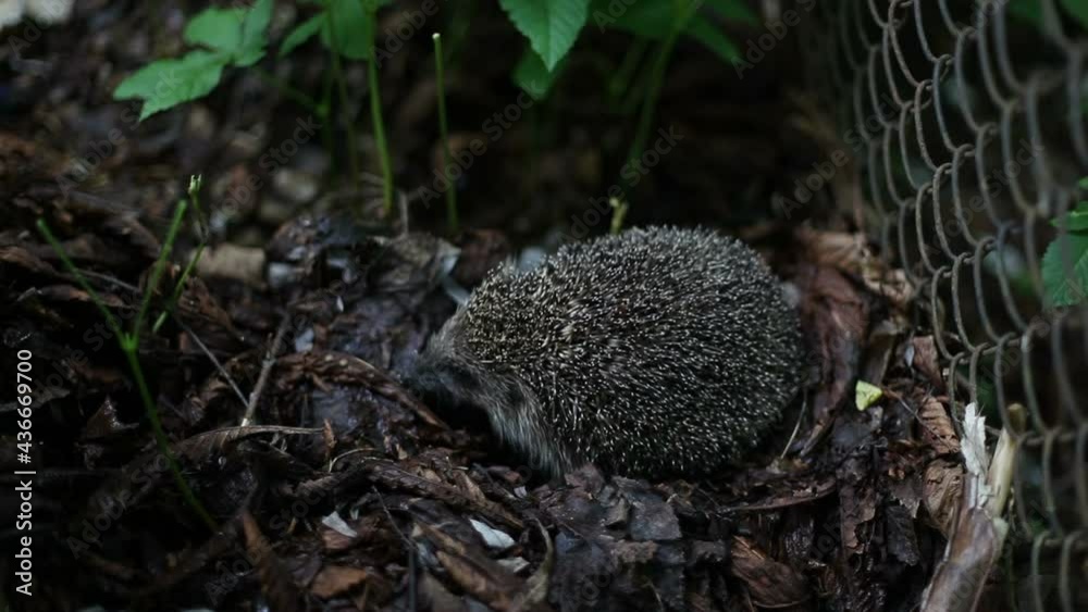 A hedgehog in a city park crawls over old fallen leaves.