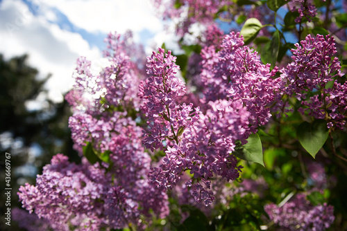 Blooming purple lilac outside