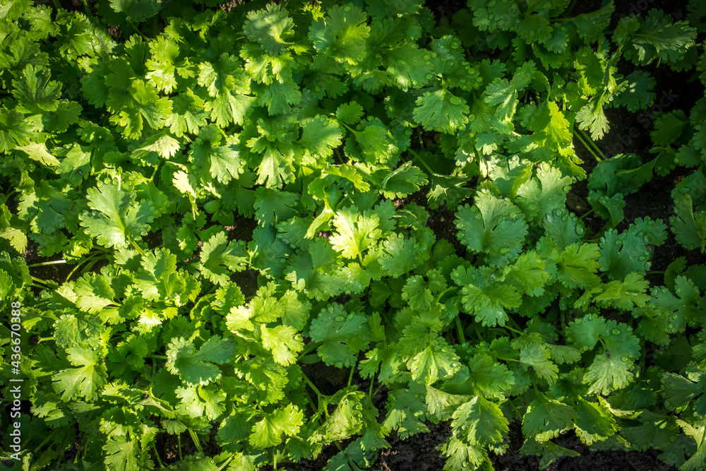 top view of the young coriander leaves in the garden top view of the young coriander leaves in the garden