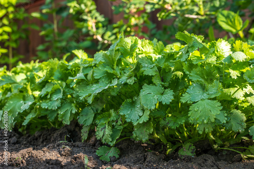 young coriander leaves in the garden