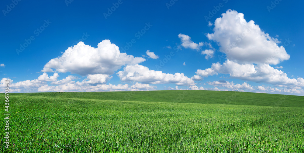 Obraz premium field of grass and perfect sky