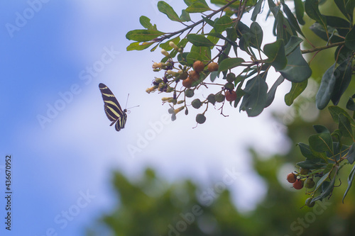 Zebra Longwing butterfly siting on a flower photo