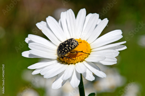 Trauer-Rosenkäfer (Oxythyrea funesta) auf einer Magerwiesen-Margerite (Leucanthemum vulgare) - White spotted rose beetle on a ox-eye daisy photo