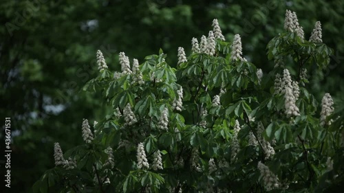Chestnut tree in spring white flower blooming Castanea Fagaceae sunny day wind moving branches sunshine