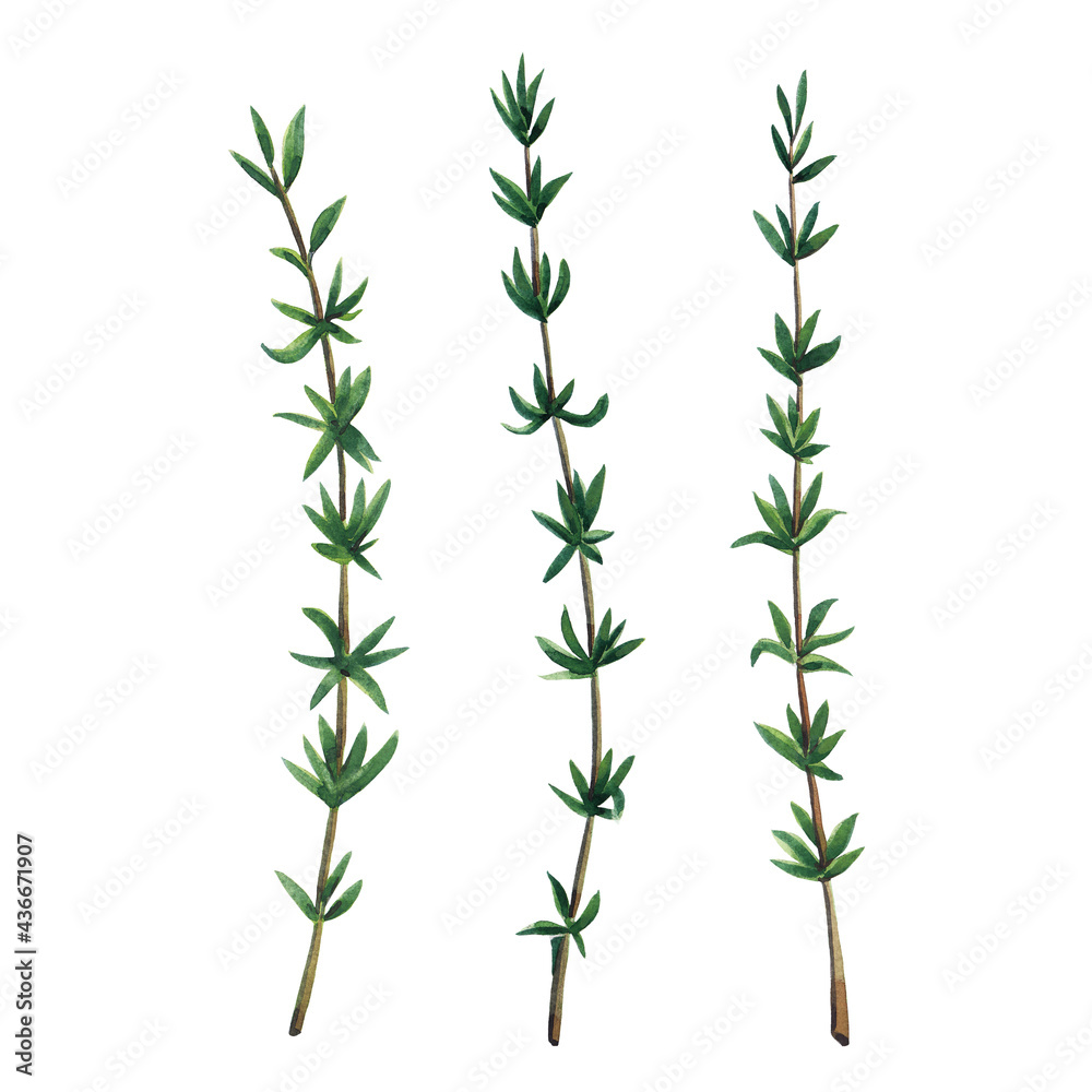 Three green branches of thyme. Thyme set isolated on white background. Watercolor hand drawn illustration. Three green branches of thyme. Thyme set isolated on white background. Watercolor hand drawn illustration.