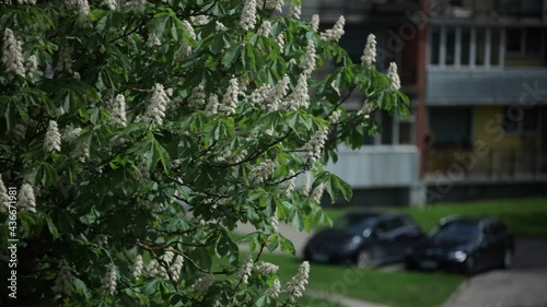 Chestnut tree in spring white flower blooming Castanea Fagaceae sunny day wind moving branches with building and cars in the background