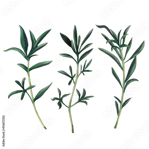 Three branches of santoreggia isolated on white background.  Watercolor hand drawn illustration.