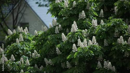 Chestnut tree in spring white flower blooming Castanea Fagaceae sunny day wind moving branches with house in the background rooftop 
