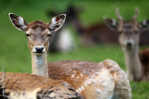 The fallow deer  Dama dama   portrait of a female with a green background and other deer in the background and foreground.