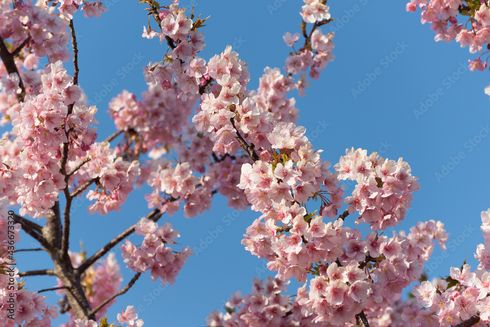 桜 満開 見ごろ 青空 桜 満開 見ごろ 青空