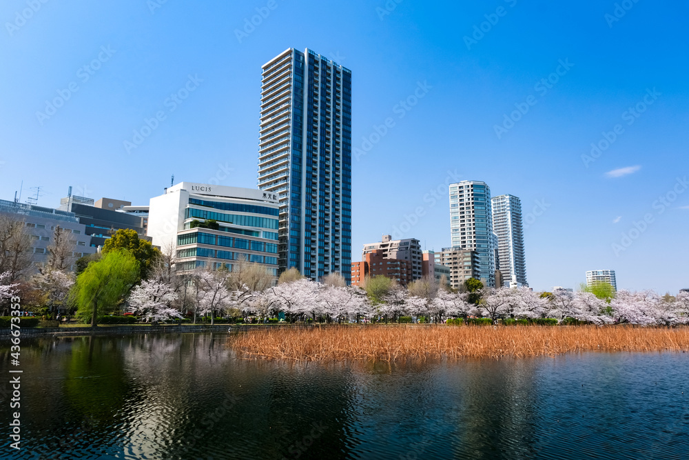 東京都台東区 春の上野公園 不忍池の桜とビル群