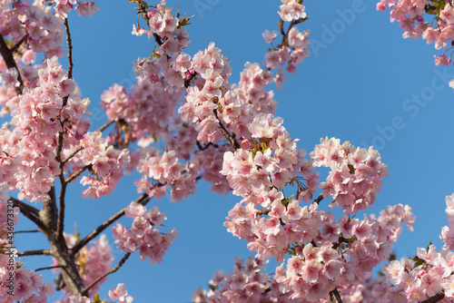 桜　満開　見ごろ　青空