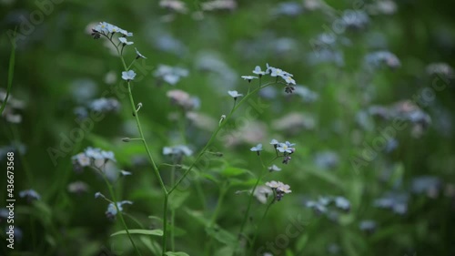 blue myosotis spring flowers windy day Boraginaceae family forget-me-nots scorpion grasses