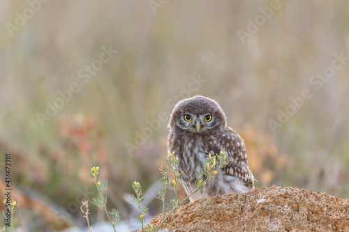 Young little owl Athene noctua he stands on a stone and watches. photo