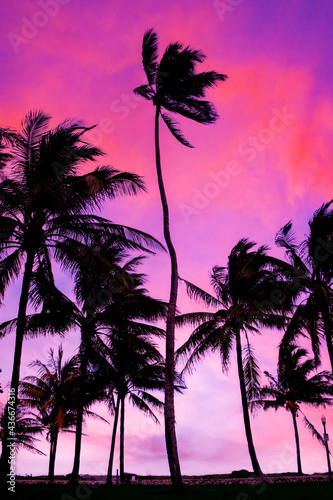 Fototapeta Naklejka Na Ścianę i Meble -  Palm trees at Miami beach at sunset