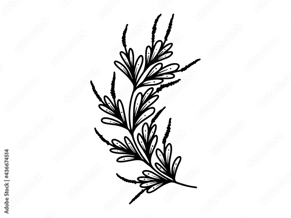 Hand drawn sketch of flowers, line art illustration. Hand drawn sketch of flowers, line art illustration.