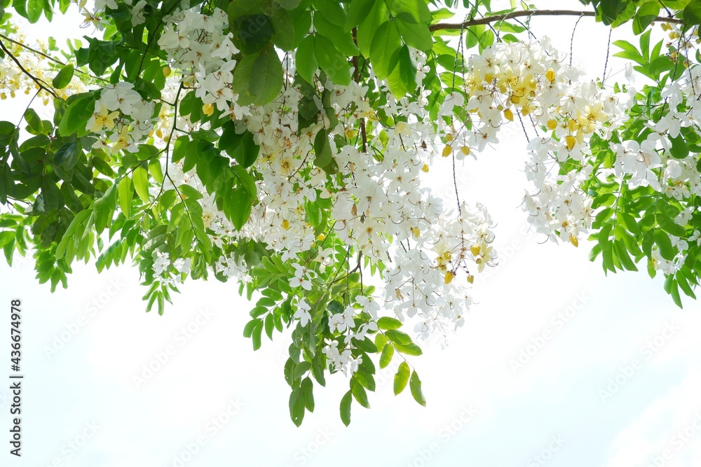 Obraz premium beautiful white Cassia fistula,Golden Shower flowers tree and green leaves on natural light background