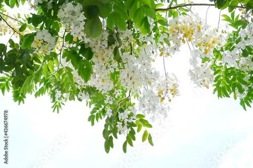 beautiful white Cassia fistula,Golden Shower flowers tree and green leaves on natural light background