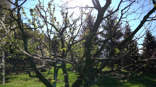 A beautiful view of blooming trees in early spring