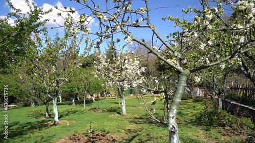 A beautiful view of blooming trees in early spring