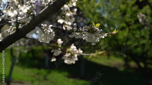 A beautiful view of blooming trees in early spring