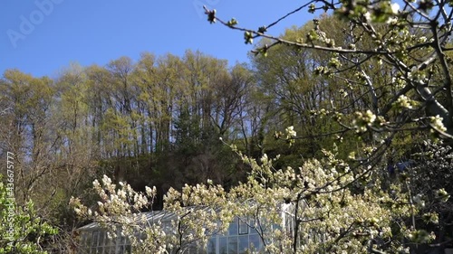 A beautiful view of blooming trees in early spring