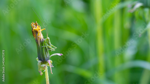 A green little grasshopper sits on a wilted dandelion flower on a green background. Copy space