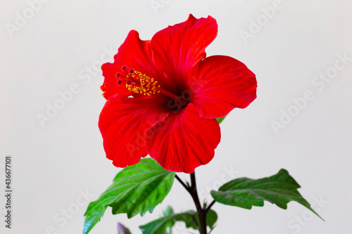 Close up of Hibiscus rosa-sinensis, known colloquially as Chinese hibiscus is widely grown as an ornamental plant. Red flower China rose (Hibiscus rosa-sinensis) in close-up detail photo