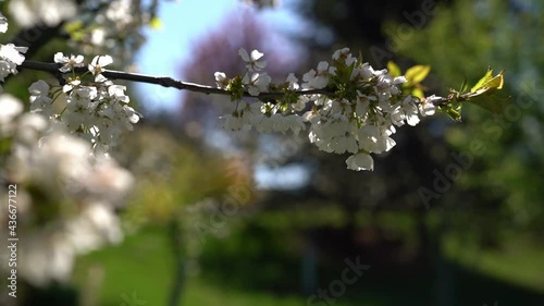 A beautiful view of blooming trees in early spring