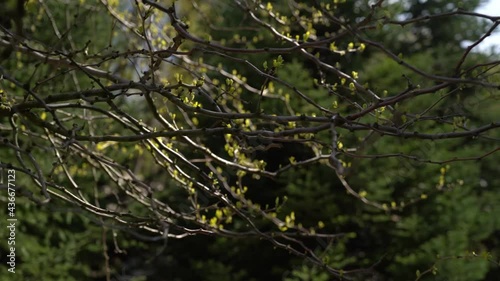 A beautiful view of blooming trees in early spring