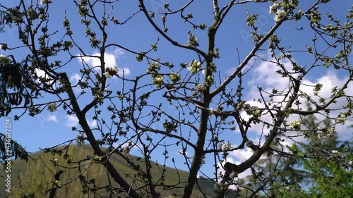 A beautiful view of blooming trees in early spring