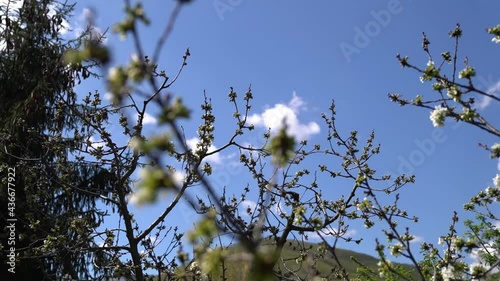 A beautiful view of blooming trees in early spring