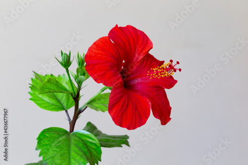 Close up of Hibiscus rosa-sinensis, known colloquially as Chinese hibiscus is widely grown as an ornamental plant. Red flower China rose (Hibiscus rosa-sinensis) in close-up detail photo