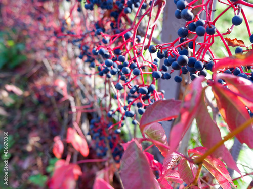 Billede på lærred wild grapes entwine the netting