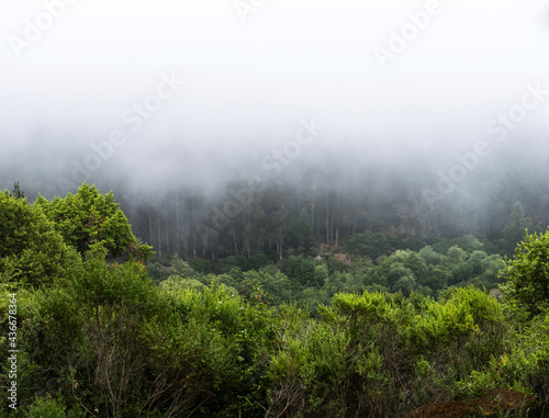 fog in the forest © Taddeo