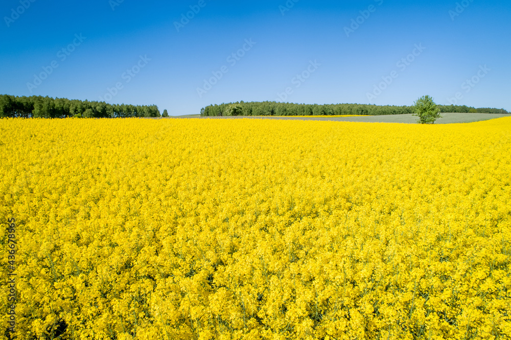 Blooming rapeseed fields on a sunny and cloudless day. Yellow rapeseed flowers, blue sky, sun and oilseed rape farming.