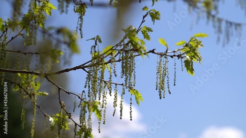 A beautiful view of blooming trees in early spring