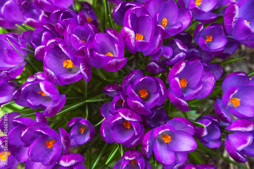 many spring blooming purple crocuses