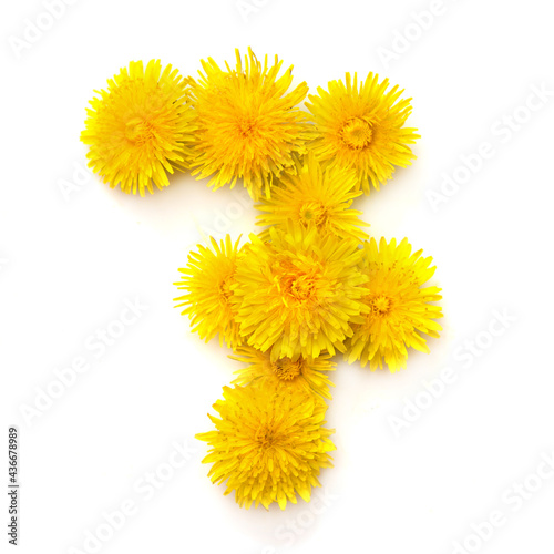 Number 7 of yellow dandelions flowers