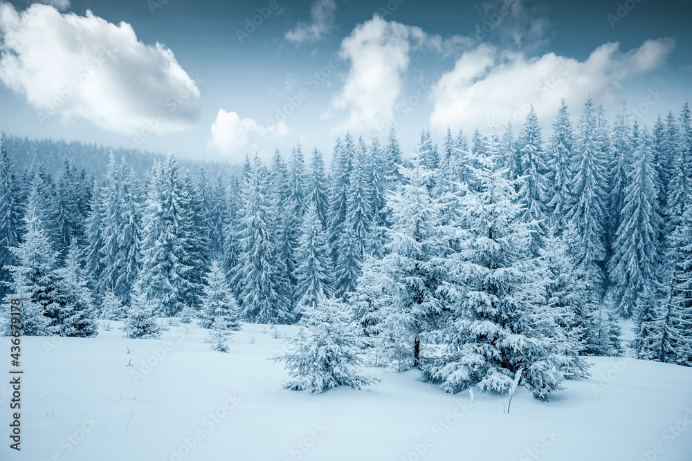 Obraz premium Awesome winter landscape with snowy spruces on a frosty day.