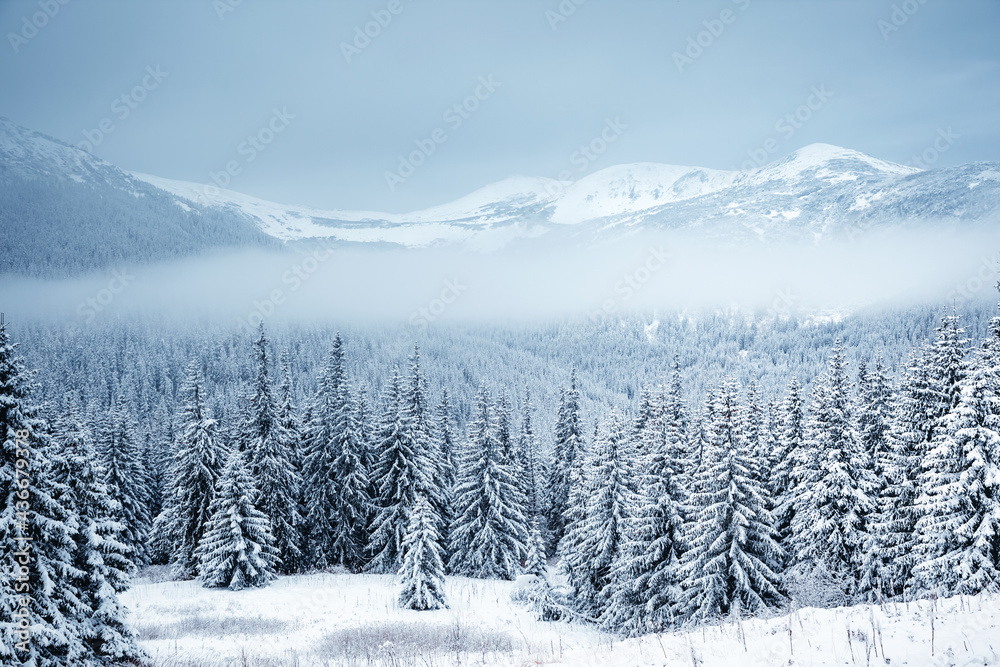 Spectacular winter landscape with snowy spruces on a frosty day.