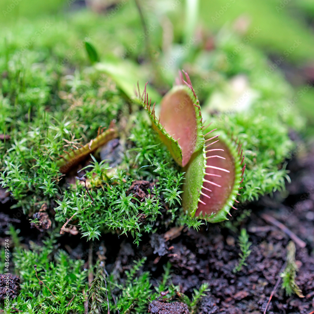The Venus flytrap is a carnivorous plant native to subtropical wetlands on the East Coast of the United States in North Carolina The Venus flytrap is a carnivorous plant native to subtropical wetlands on the East Coast of the United States in North Carolina