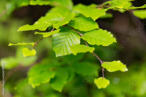 Branches with spring leaves European beech (Fagus sylvatica), selective focus. Plant background with green spring leaves. Close up on a fresh green leaves of European beech also called common beech.
