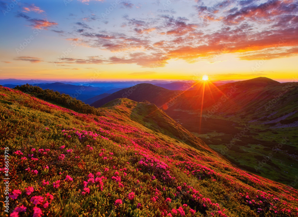 Majestic summer scene with pink rhododendron flowers at sunset.