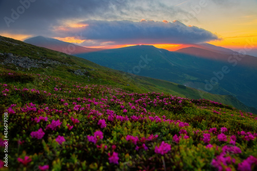 Majestic summer scene with pink rhododendron flowers at sunset. © Leonid Tit