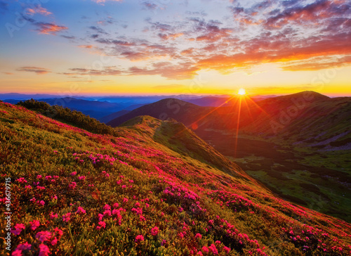Majestic summer scene with pink rhododendron flowers at sunset.